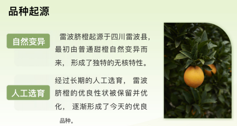 《特色》四川雷波脐橙基地直发对接商超团购电商一条龙