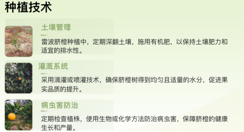 《特色》四川雷波脐橙基地直发对接商超团购电商一条龙