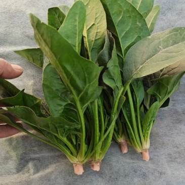 优质大棚菠菜大量上市质量好，价格低，货源充足代发全国