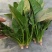 优质大棚菠菜大量上市质量好，价格低，货源充足代发全国