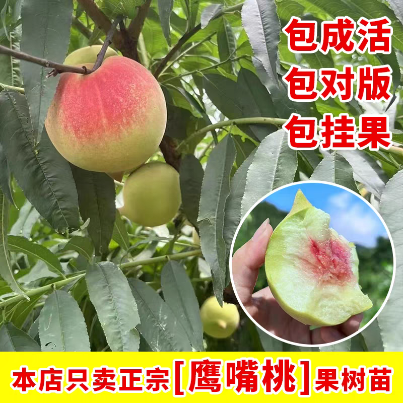果园直发桃树苗鹰嘴桃苗脆甜爽口嫁接新鲜成品苗包对版成活率