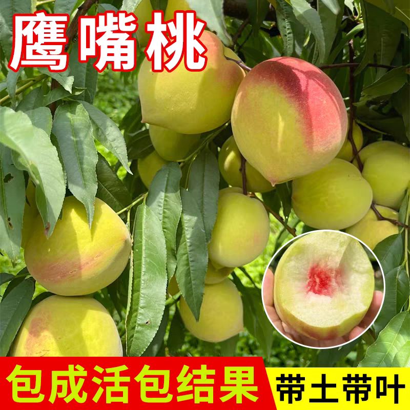 果园直发桃树苗鹰嘴桃苗脆甜爽口嫁接新鲜成品苗包对版成活率