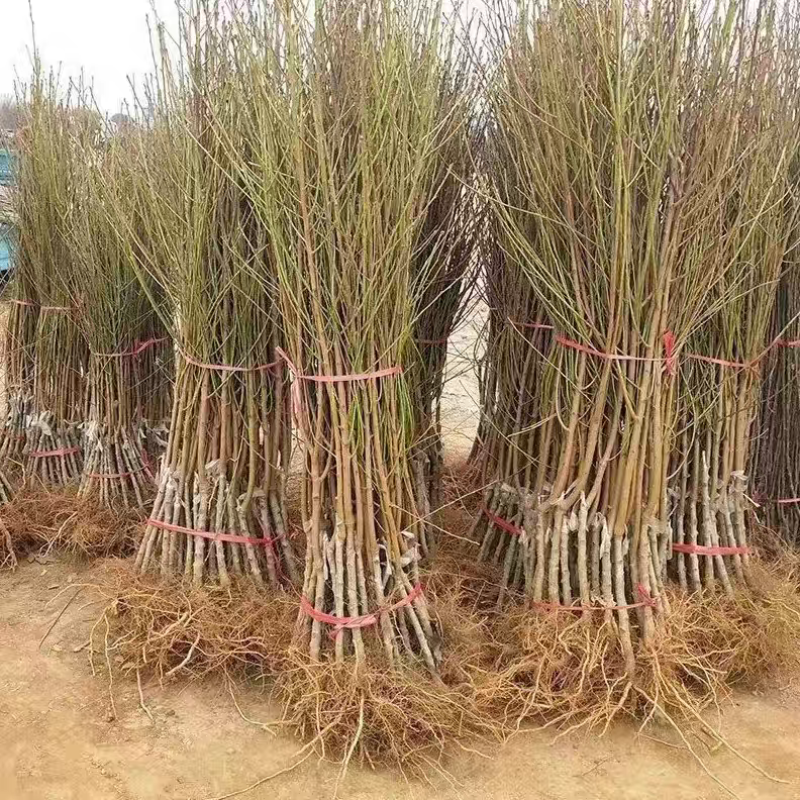 果园直发桃树苗鹰嘴桃苗脆甜爽口嫁接新鲜成品苗包对版成活率
