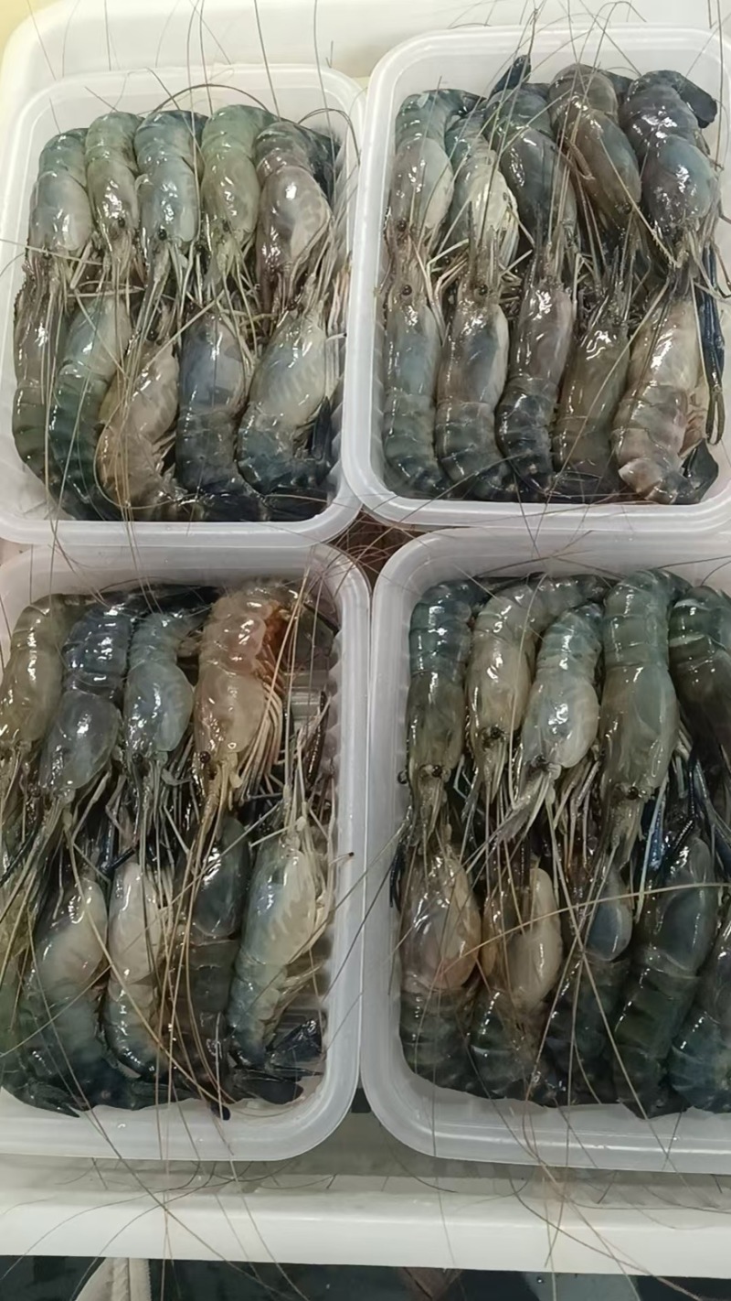 罗氏虾电商专款货足