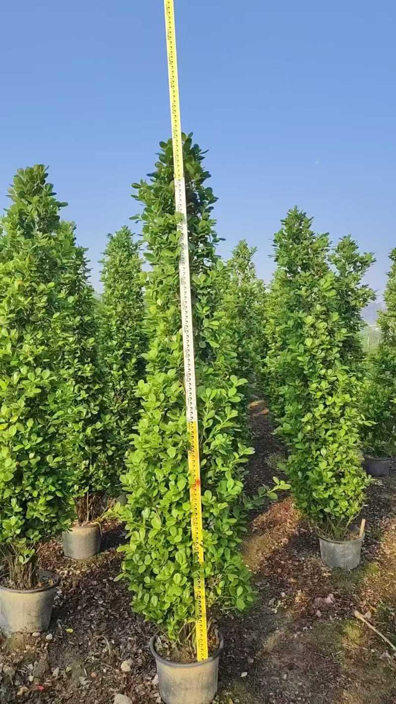 火山榕（金钱榕)基地直销规格齐全欢迎咨询