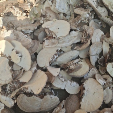东方栓菌