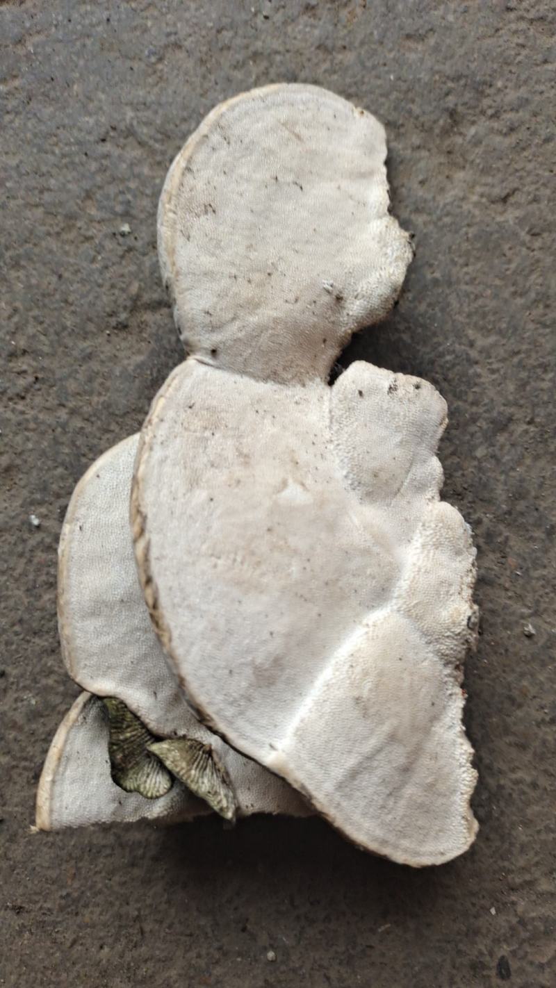 东方栓菌