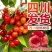 樱桃树苖矮化大樱桃苗嫁接苗盆栽南方北方种植阳台庭院车厘子