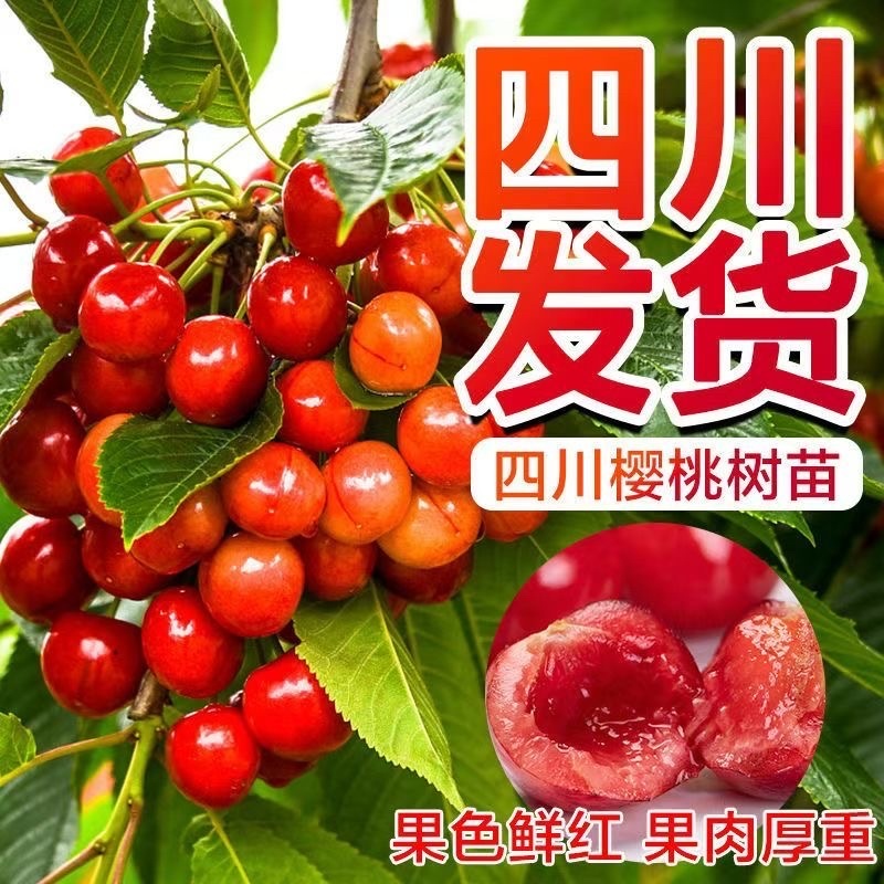 樱桃树苖矮化大樱桃苗嫁接苗盆栽南方北方种植阳台庭院车厘子