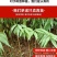 桃树苗实生桃苗毛桃树苗砧木实生桃树苗