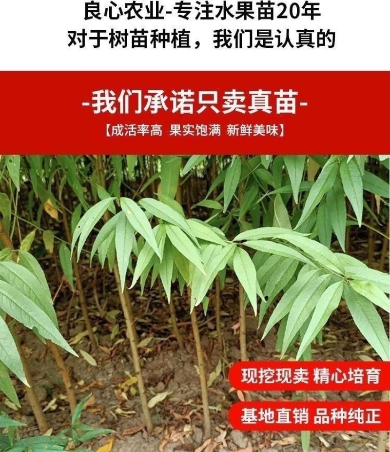 桃树苗实生桃苗毛桃树苗砧木实生桃树苗