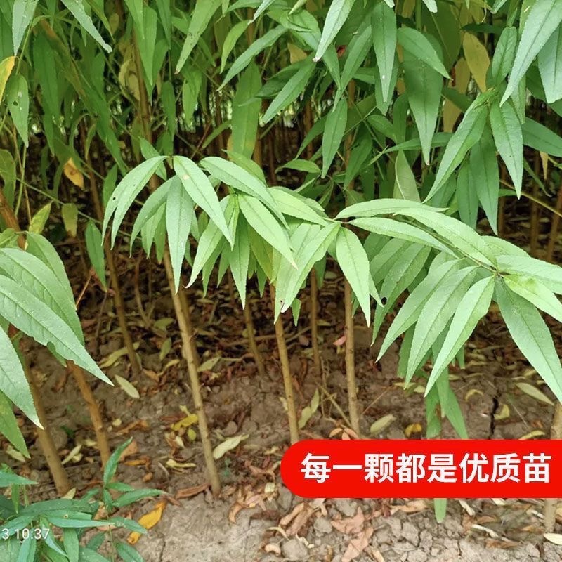 桃树苗实生桃苗毛桃树苗砧木实生桃树苗
