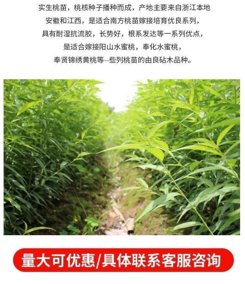 桃树苗实生桃苗毛桃树苗砧木实生桃树苗