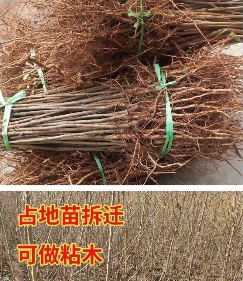 桃树苗实生桃苗毛桃树苗砧木实生桃树苗