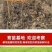 桃树苗实生桃苗毛桃树苗砧木实生桃树苗