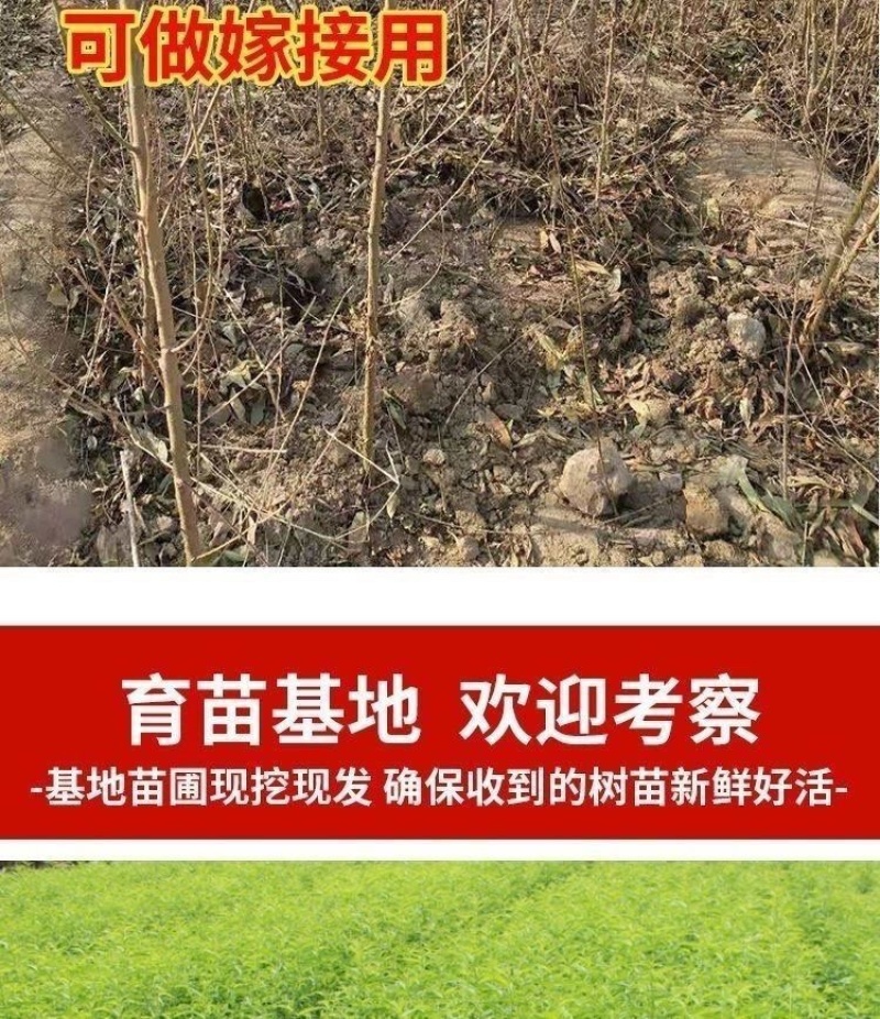 桃树苗实生桃苗毛桃树苗砧木实生桃树苗