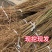 桃树苗实生桃苗毛桃树苗砧木实生桃树苗