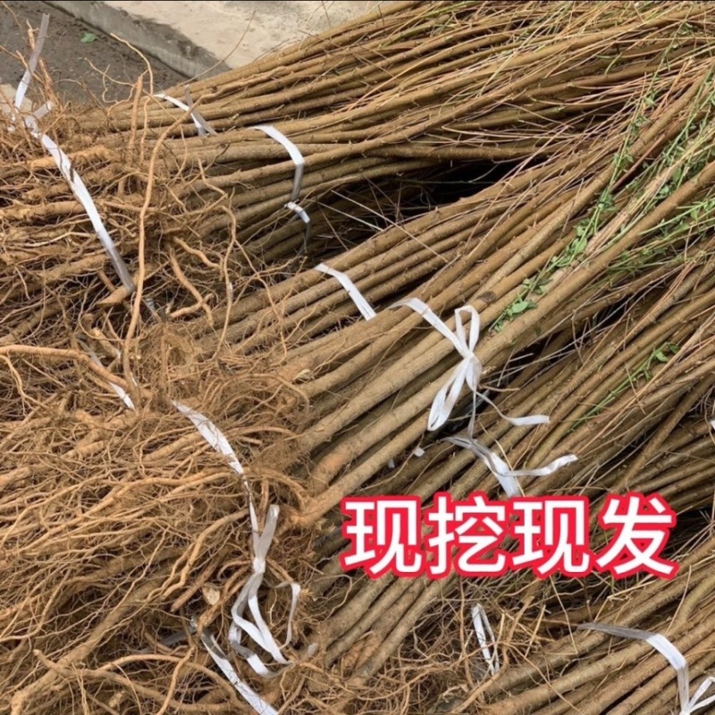 桃树苗实生桃苗毛桃树苗砧木实生桃树苗