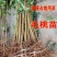 桃树苗实生桃苗毛桃树苗砧木实生桃树苗