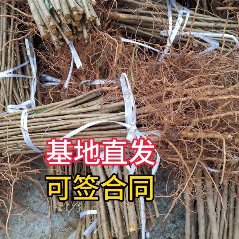 桃树苗实生桃苗毛桃树苗砧木实生桃树苗