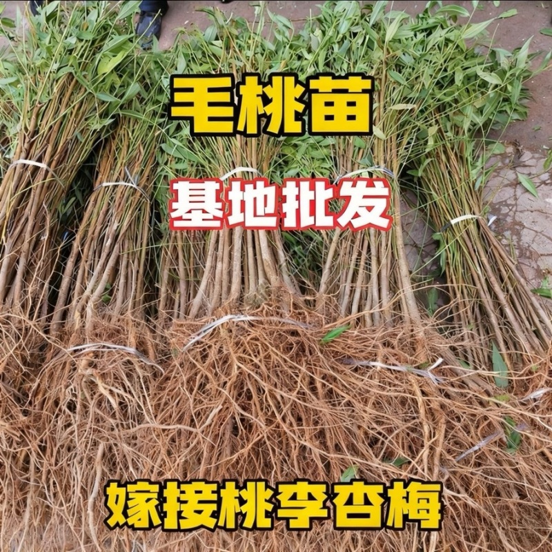 桃树苗实生桃苗毛桃树苗砧木实生桃树苗