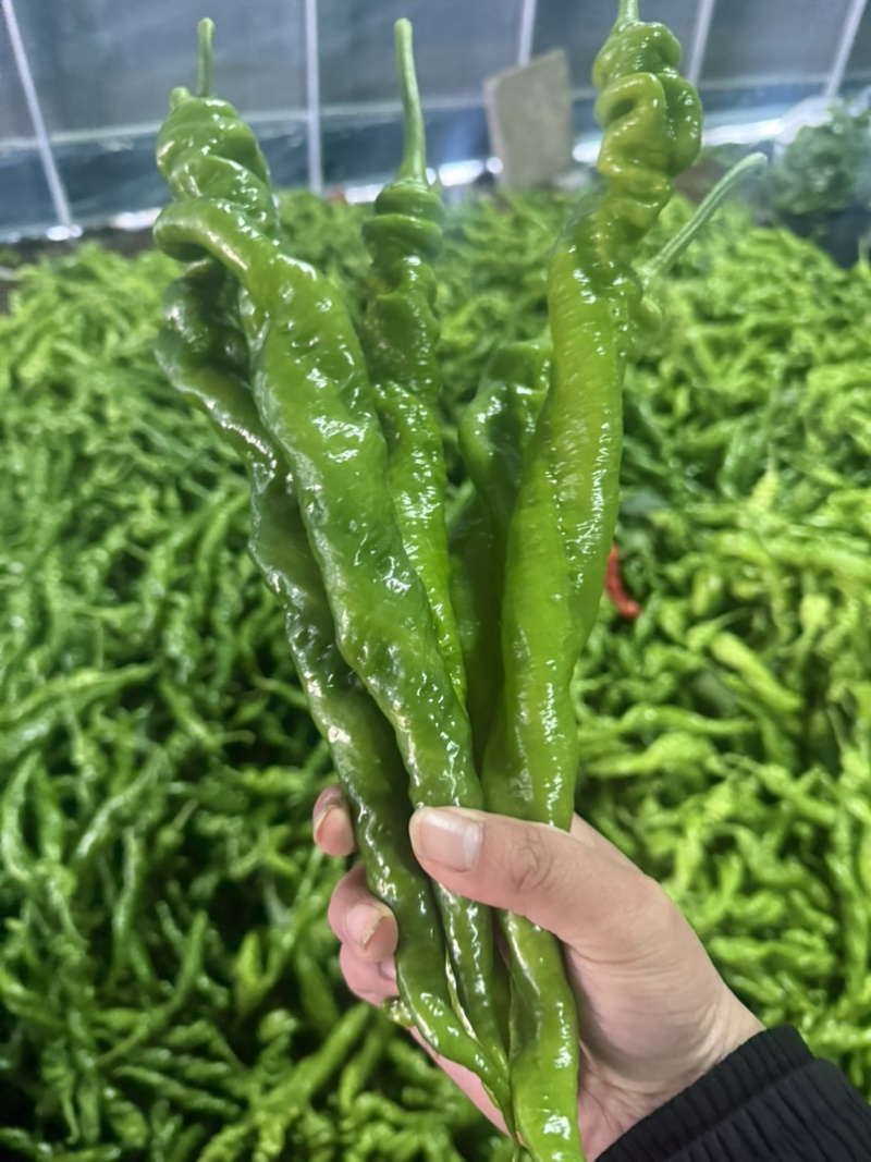 螺丝椒产区，对接电商商超市场