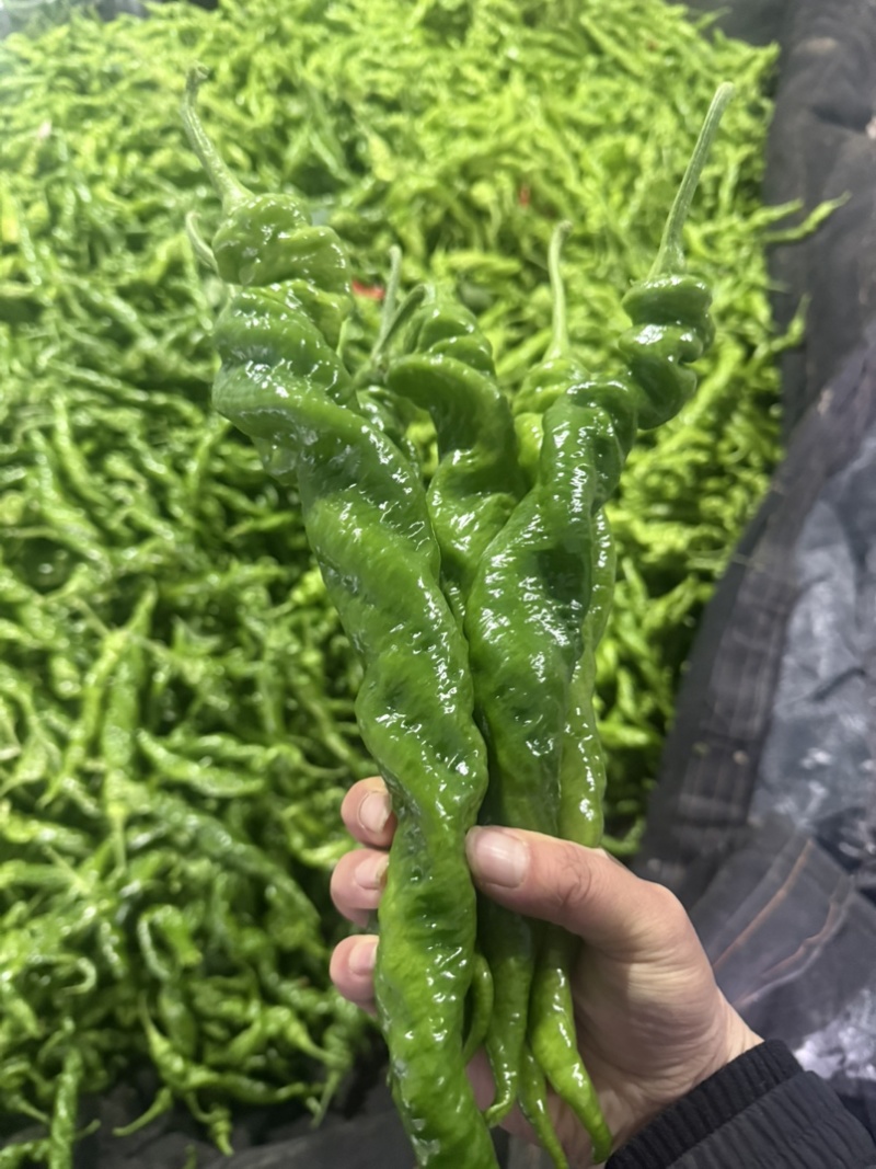 螺丝椒产区，对接电商商超市场