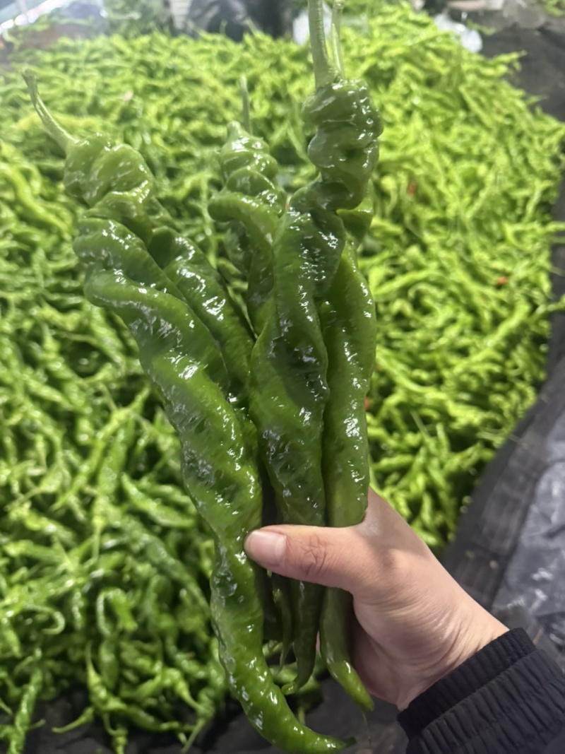 螺丝椒产区，对接电商商超市场