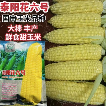泰阳花6号甜玉米种子泰系超甜水果玉米早熟高产大棒太阳花6