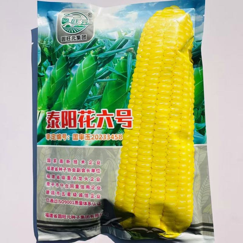 泰阳花6号甜玉米种子泰系超甜水果玉米早熟高产大棒太阳花6