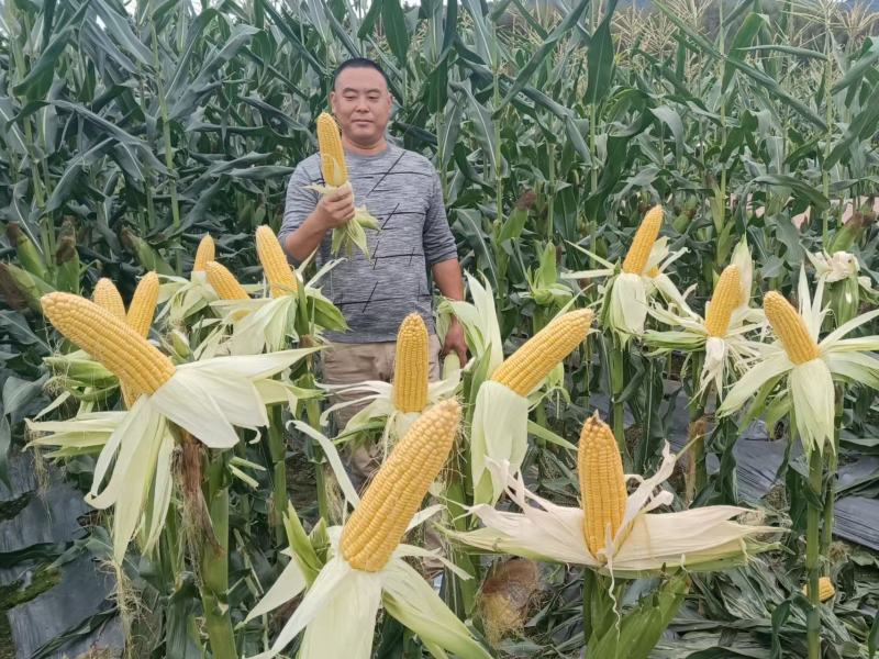 泰阳花6号甜玉米种子泰系超甜水果玉米早熟高产大棒太阳花6