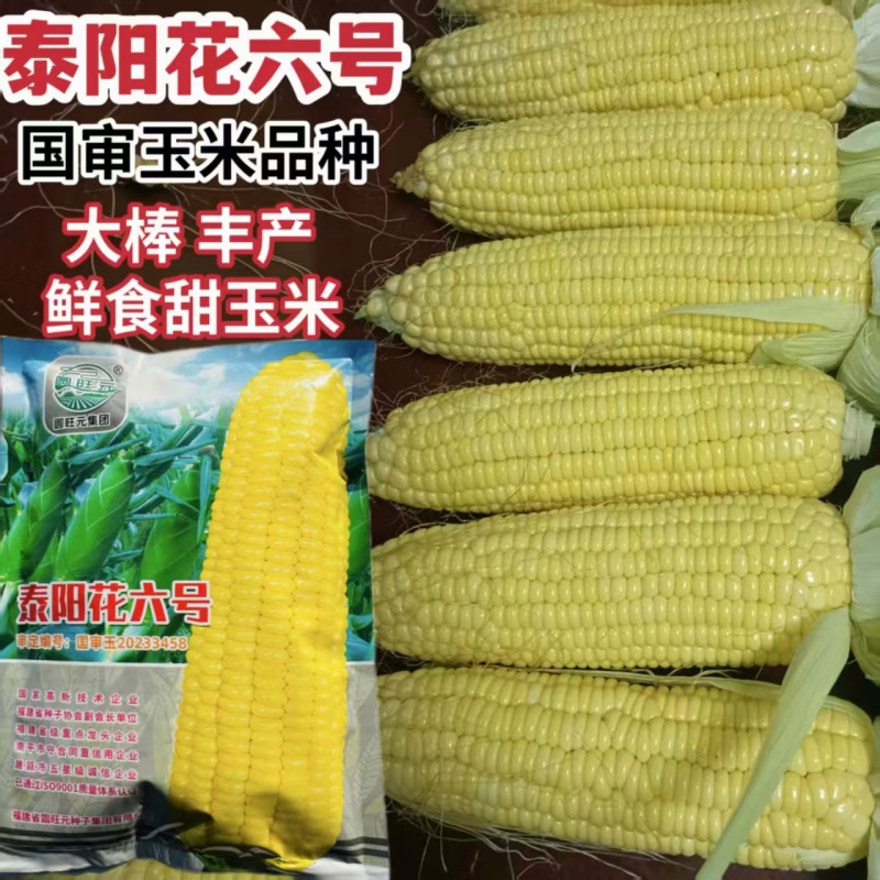 泰阳花6号甜玉米种子泰系超甜水果玉米早熟高产大棒太阳花6