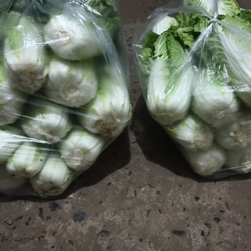 散装娃娃菜价格优