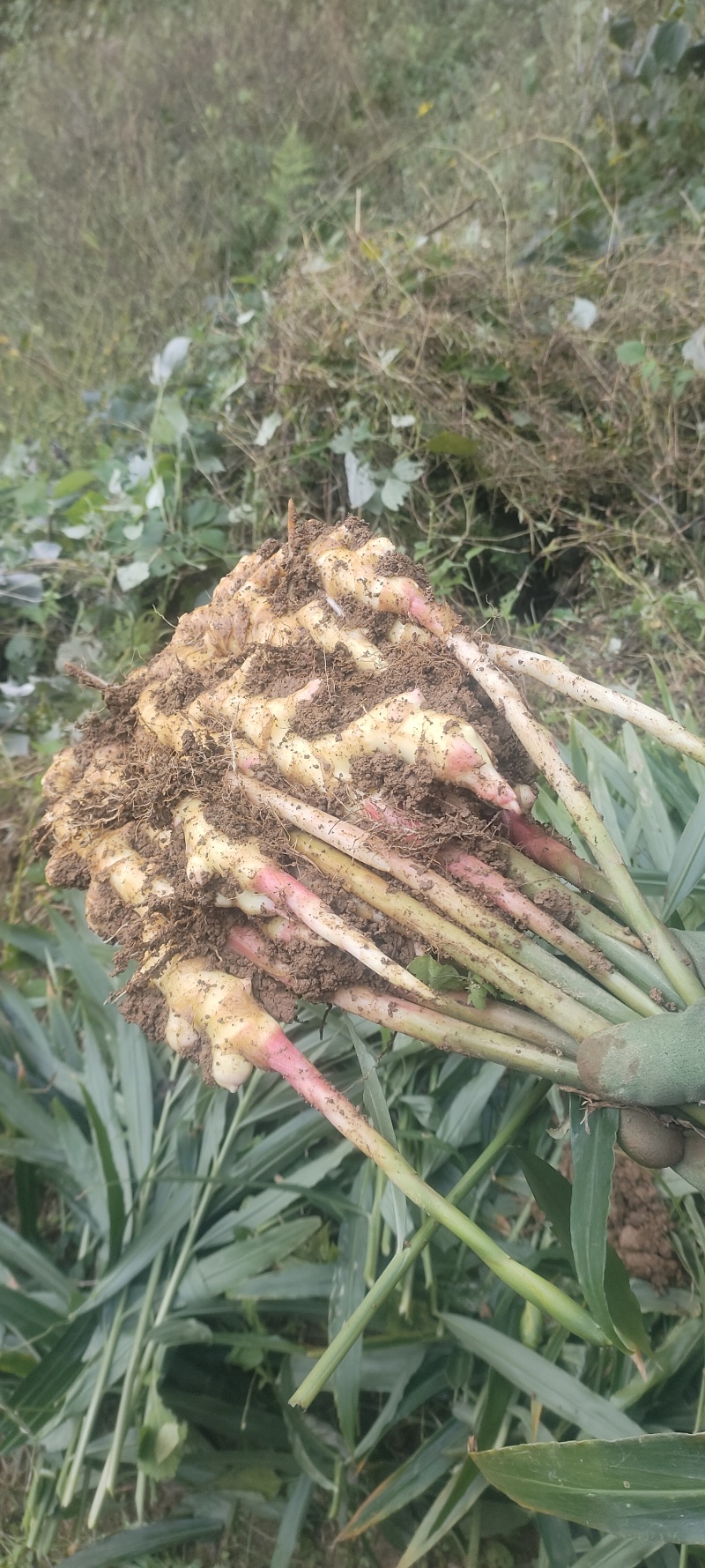 贵州小黄姜漂亮生姜合适烧菜️️️️
