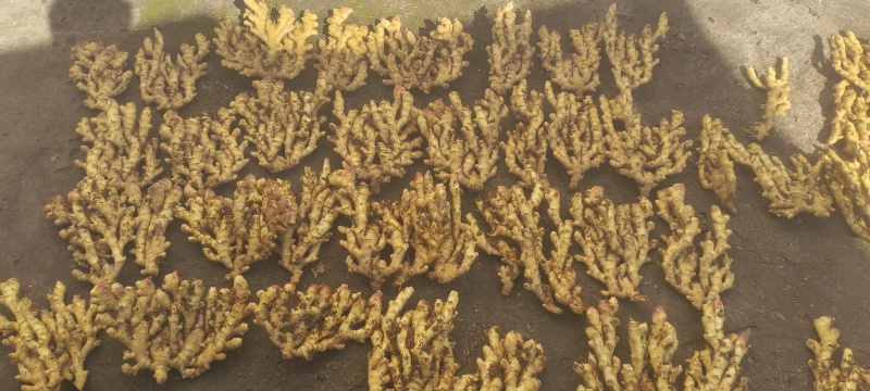 贵州小黄姜漂亮生姜合适烧菜️️️️