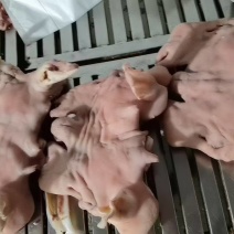 绵羊，大白羊头肉，熟度高