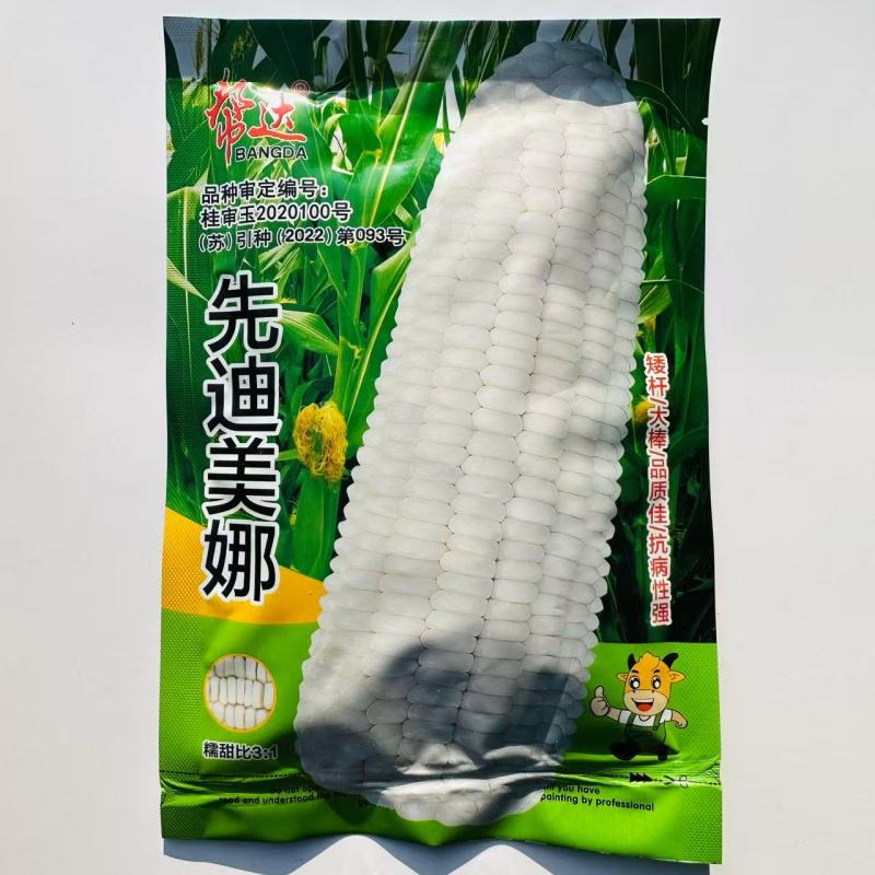 帮达先迪美娜白甜糯玉米种子春秋播种矮杆大棒鲜食加甜糯玉米