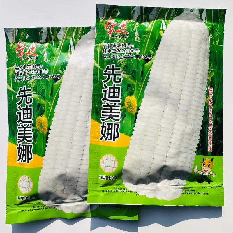 帮达先迪美娜白甜糯玉米种子春秋播种矮杆大棒鲜食加甜糯玉米