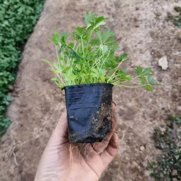 绿化苗木五叶委陵菜基地批发！耐寒耐旱性强！提供栽植售后