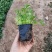 绿化苗木五叶委陵菜基地批发！耐寒耐旱性强！提供栽植售后