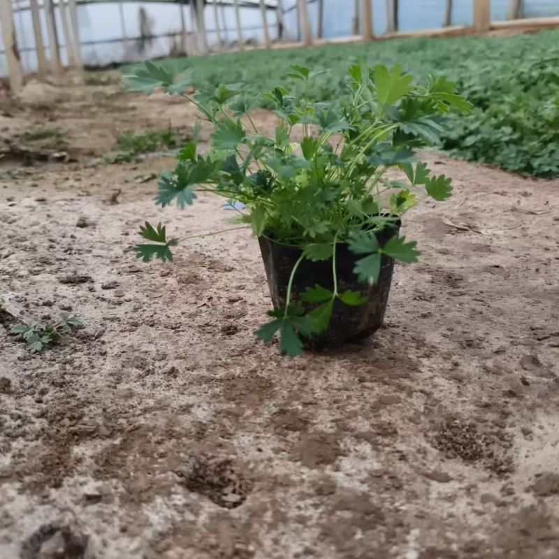 绿化苗木五叶委陵菜基地批发！耐寒耐旱性强！提供栽植售后