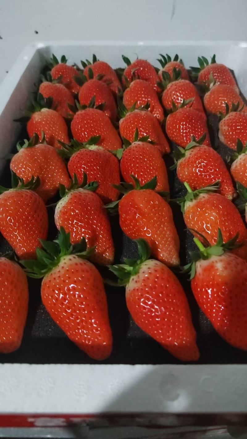 大量供应济南张而庄牛奶草莓