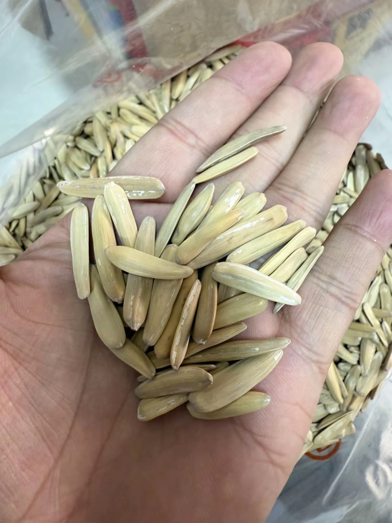 牙签瓜子，新疆马牙瓜子，电商**，价格**全国发货货源稳