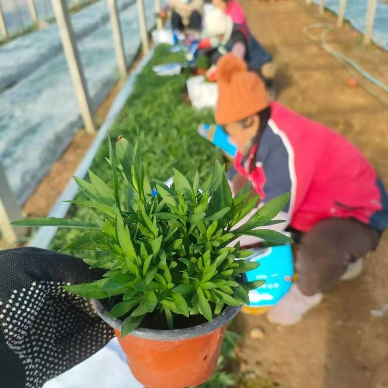 绿化苗木丹麦翠绿批发基地！耐寒力强！合作社提供栽植售后服