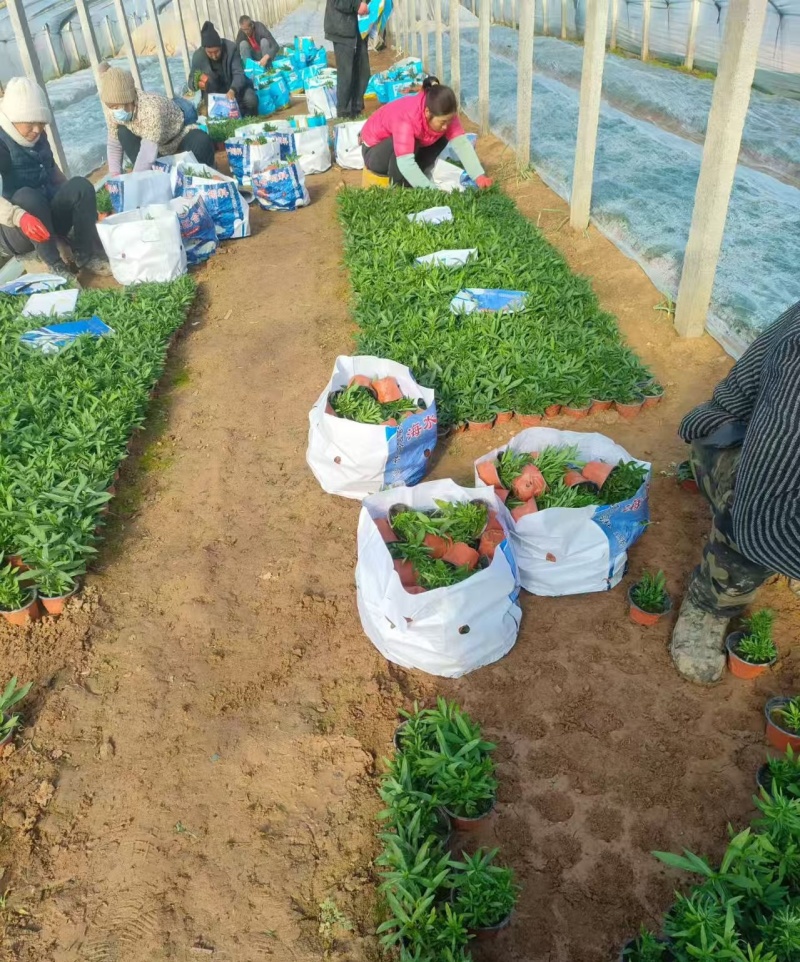 绿化苗木丹麦翠绿批发基地！耐寒力强！合作社提供栽植售后服