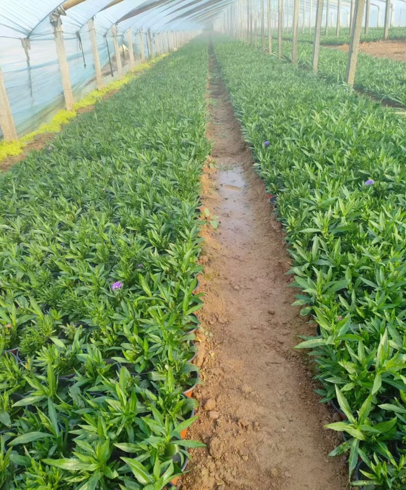 绿化苗木丹麦翠绿批发基地！耐寒力强！合作社提供栽植售后服