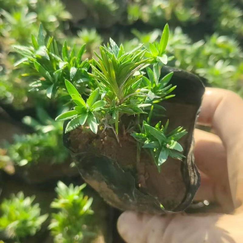 绿化苗木芝樱批发基地！耐寒耐旱性强