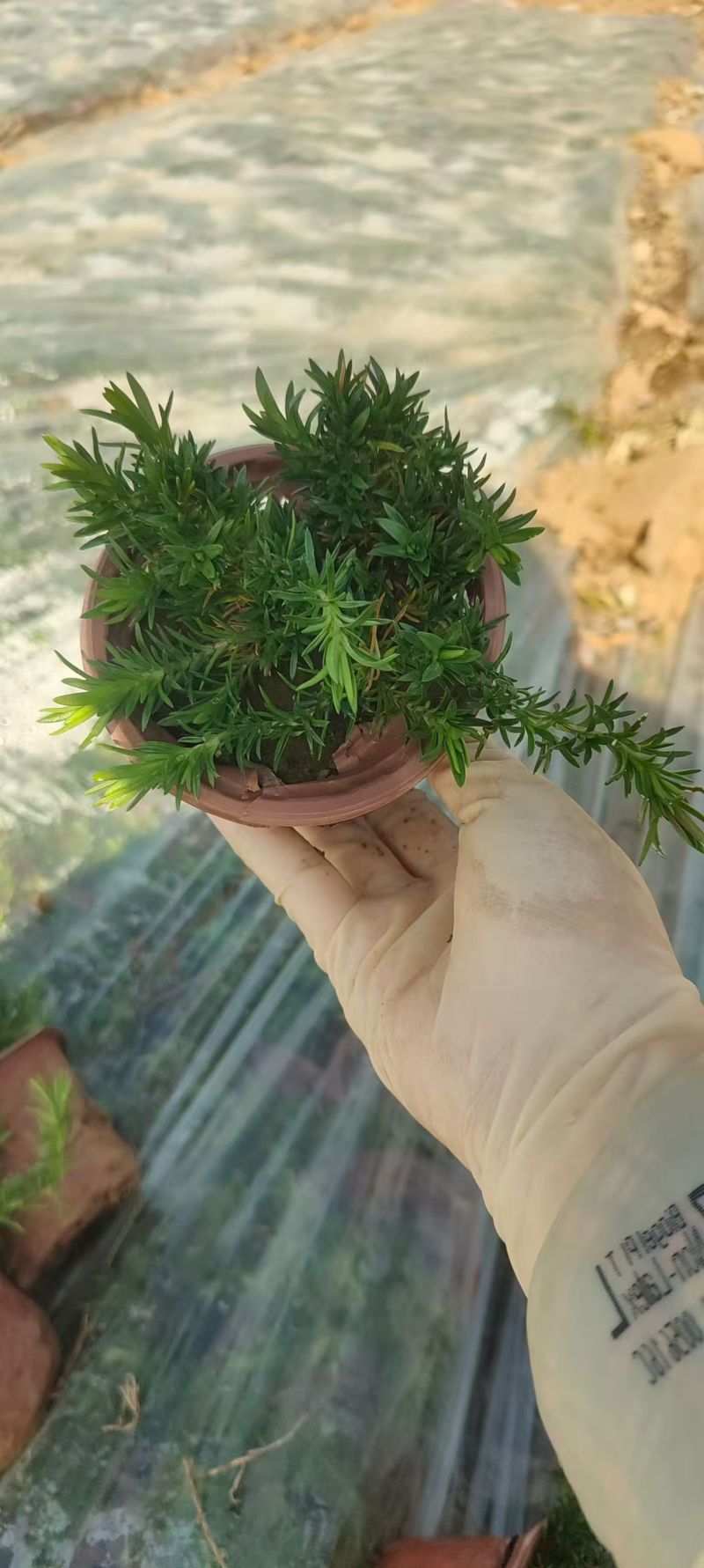 绿化苗木芝樱批发基地！耐寒耐旱性强