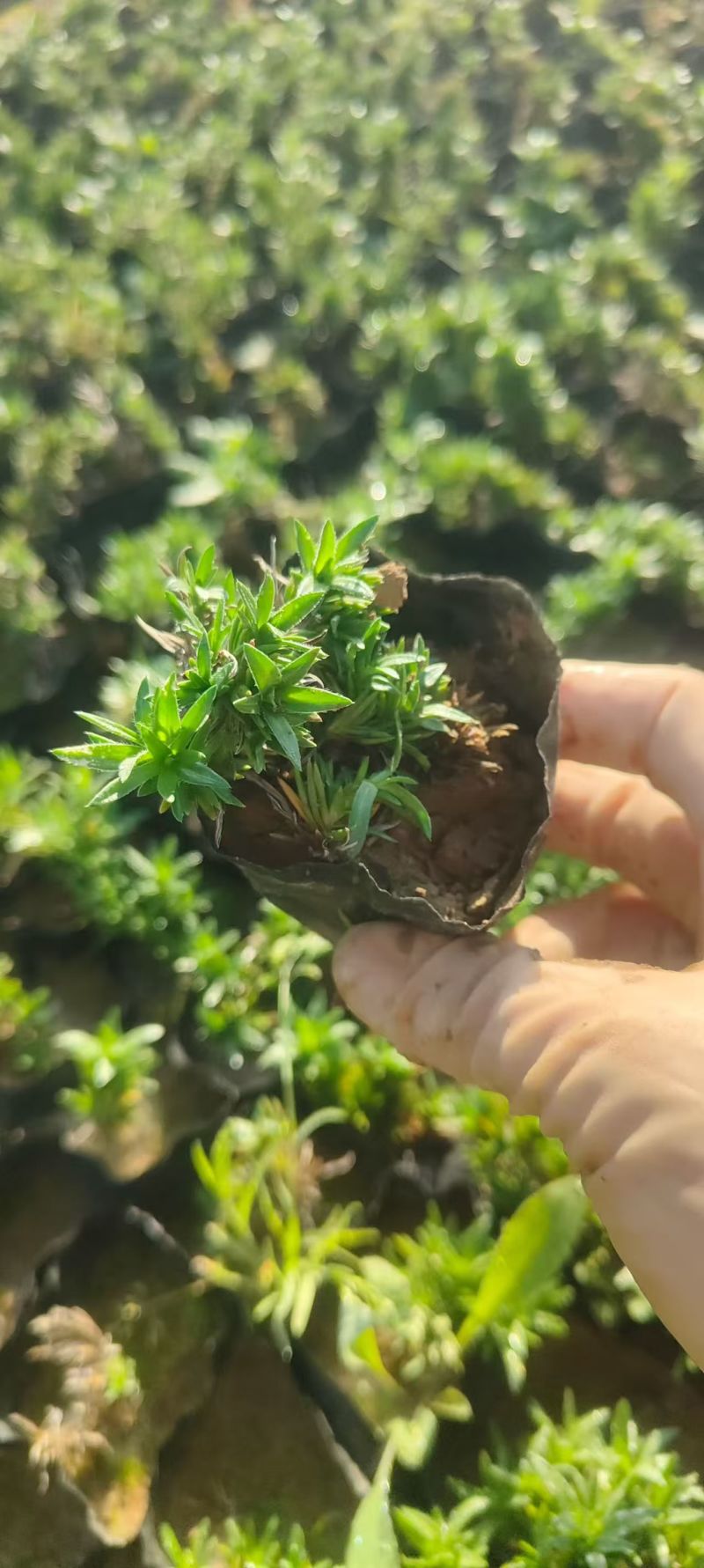 绿化苗木芝樱批发基地！耐寒耐旱性强