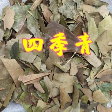 四季青中药材正品冬青叶小叶冬青无硫精选冻青冬青叶